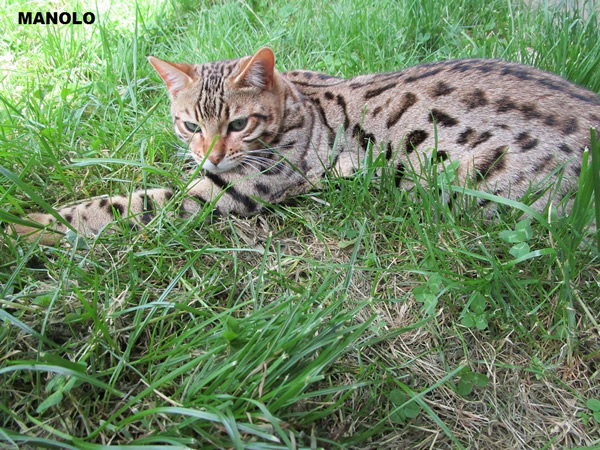 CHAT BENGAL